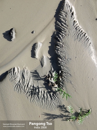 India, Pangong Tso, Siamak Travels 09