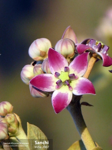 India, Sanchi, Siamak Travels 8