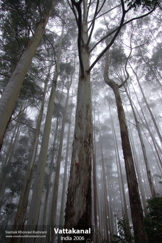 India, Vattakanal, Siamak Travels 03