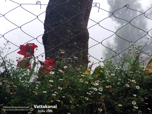 India, Vattakanal, Siamak Travels 05