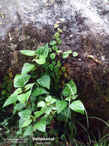 India, Vattakanal, Siamak Travels 07