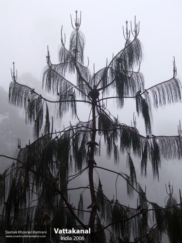 India, Vattakanal, Siamak Travels 08