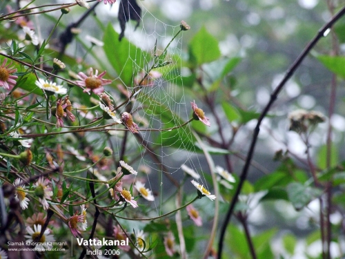 India, Vattakanal, Siamak Travels 09