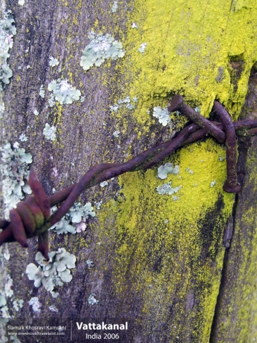 India, Vattakanal, Siamak Travels 11