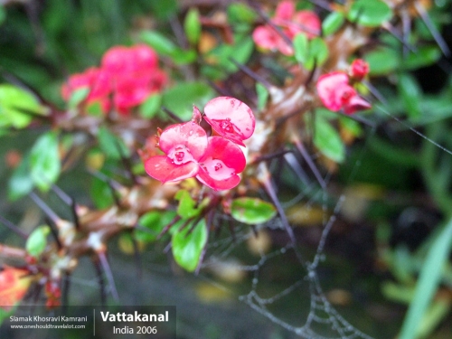 India, Vattakanal, Siamak Travels 14