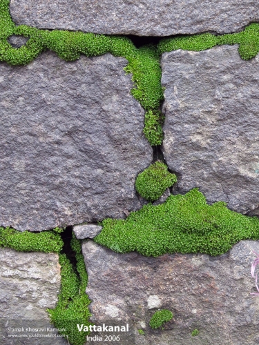 India, Vattakanal, Siamak Travels 18