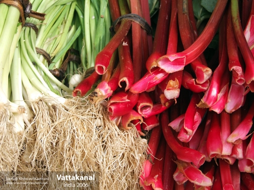 India, Vattakanal, Siamak Travels 19