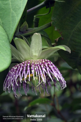 India, Vattakanal, Siamak Travels 23