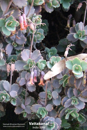 India, Vattakanal, Siamak Travels 24