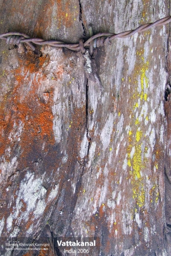 India, Vattakanal, Siamak Travels 25