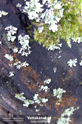 India, Vattakanal, Siamak Travels 27