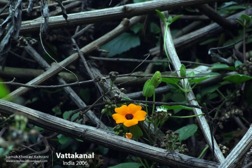 India, Vattakanal, Siamak Travels 28