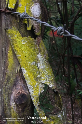 India, Vattakanal, Siamak Travels 30