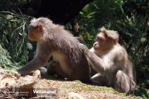 India, Vattakanal, Siamak Travels 35