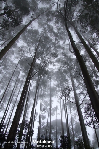 India, Vattakanal, Siamak Travels 43