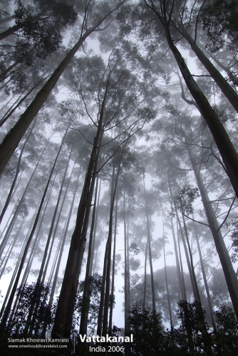 India, Vattakanal, Siamak Travels 44