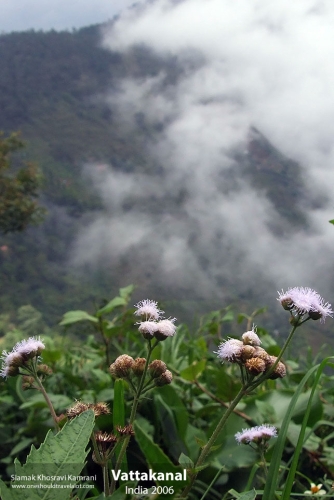 India, Vattakanal, Siamak Travels 46