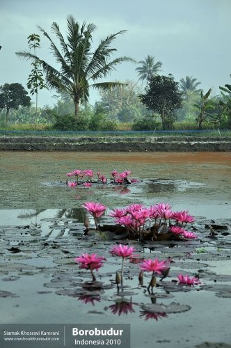 Indonesia, Borobudur, Siamak Travels 01