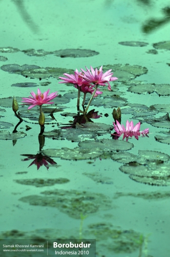 Indonesia, Borobudur, Siamak Travels 02