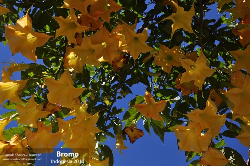 Indonesia, Bromo, Siamak Travels 17