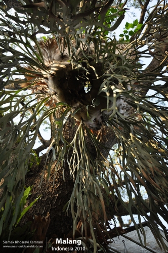 Indonesia, Malang, Siamak Travels 01