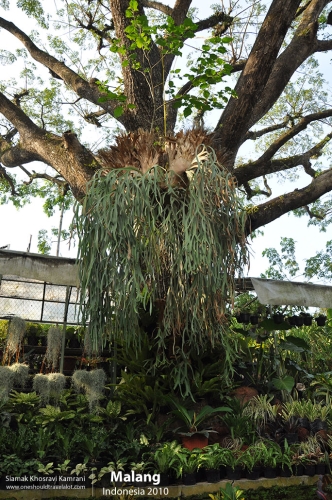 Indonesia, Malang, Siamak Travels 02