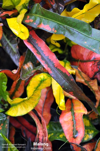 Indonesia, Malang, Siamak Travels 03