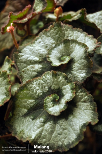 Indonesia, Malang, Siamak Travels 04