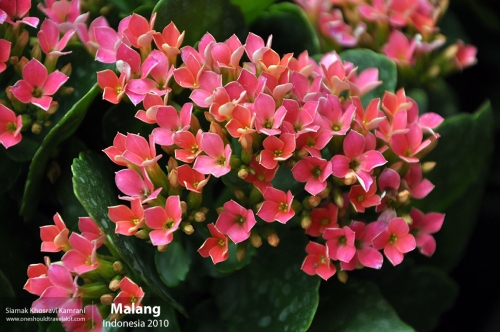 Indonesia, Malang, Siamak Travels 05