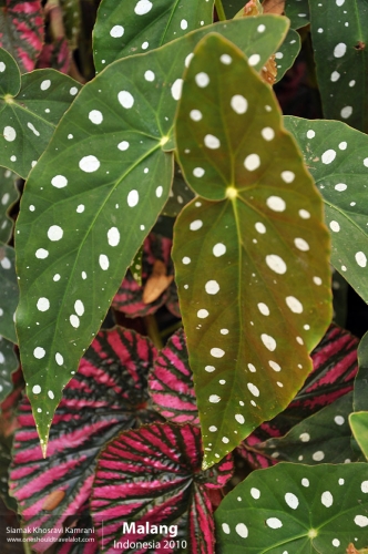 Indonesia, Malang, Siamak Travels 06