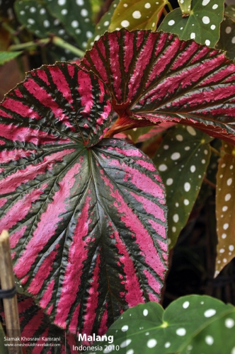 Indonesia, Malang, Siamak Travels 07