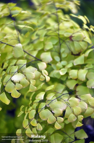 Indonesia, Malang, Siamak Travels 08