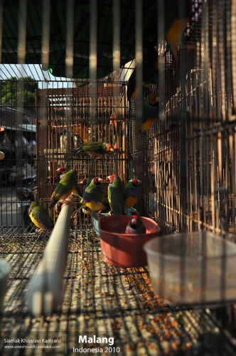 Indonesia, Malang, Siamak Travels 09
