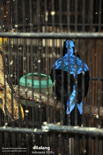 Indonesia, Malang, Siamak Travels 10