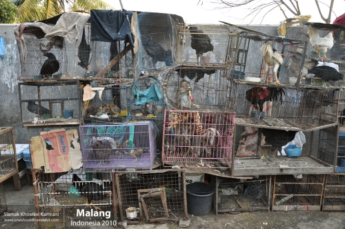 Indonesia, Malang, Siamak Travels 14