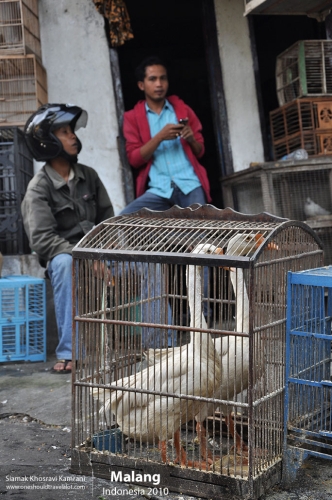 Indonesia, Malang, Siamak Travels 16