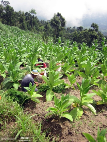 Indonesia, Merapi, Siamak Travels 05