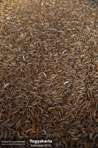 Indonesia, Yogyakarta, Siamak Travels 22