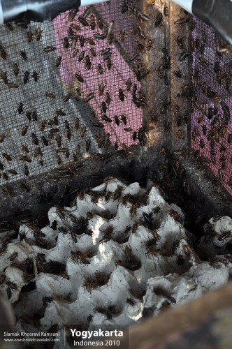 Indonesia, Yogyakarta, Siamak Travels 23