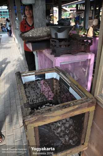 Indonesia, Yogyakarta, Siamak Travels 24