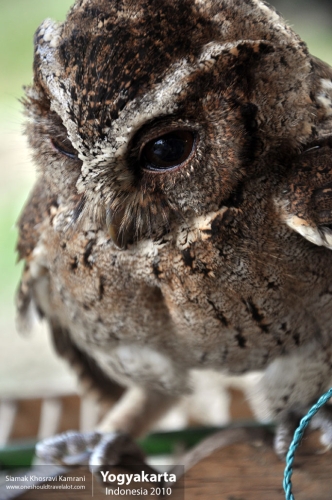 Indonesia, Yogyakarta, Siamak Travels 25