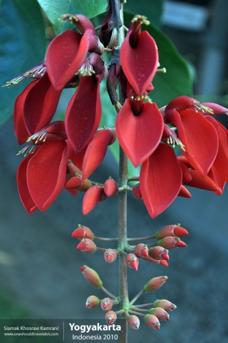 Indonesia, Yogyakarta, Siamak Travels 26