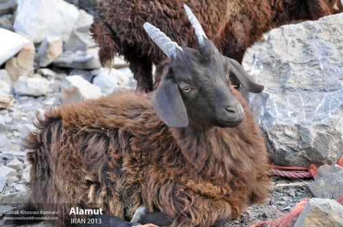 Iran, Alamut, Siamak Travels 11