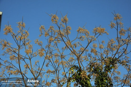 Iran, Astara, Siamak Travels 2