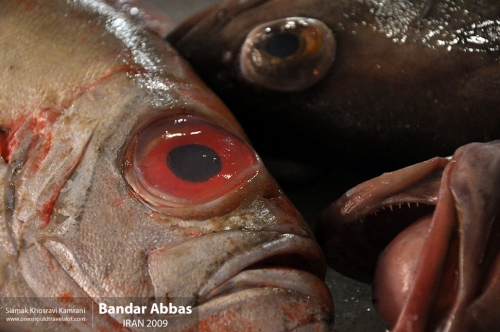 Iran, Bandar Abbas, Siamak Travels 12