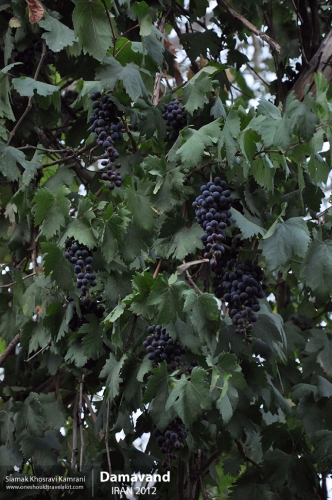 Iran, Damavand, Siamak Travels 1