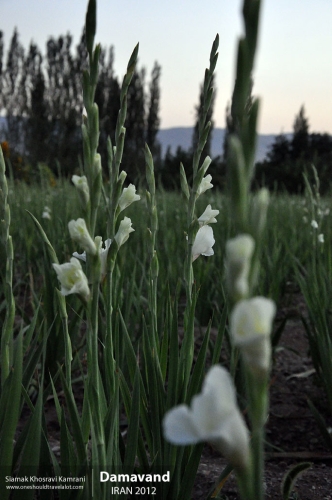 Iran, Damavand, Siamak Travels 2