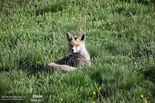 Iran, Dizin, Siamak Travels 2