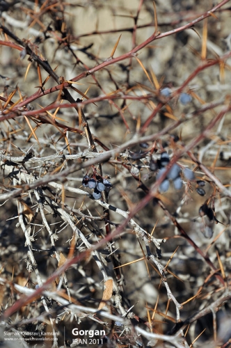 Iran, Gorgan, Siamak Travels 02