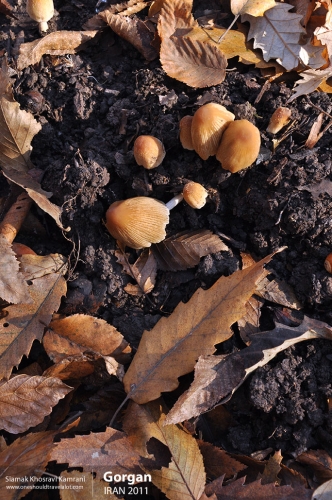 Iran, Gorgan, Siamak Travels 06